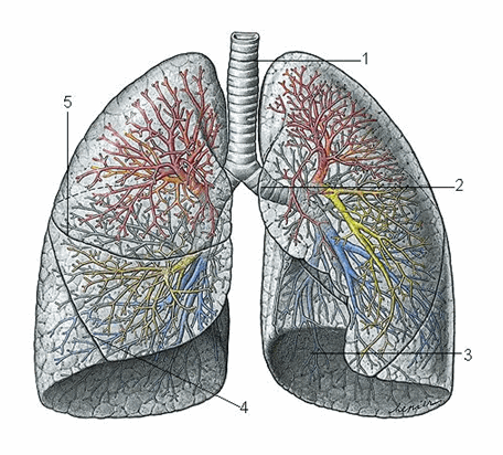 Hình ảnh giải phẫu phổi