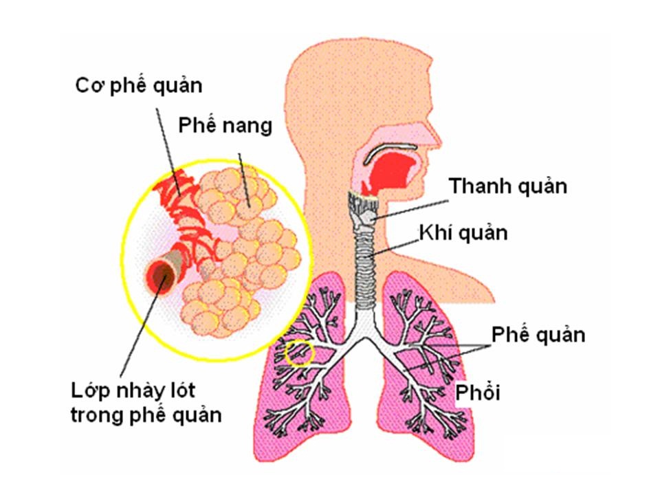 Hình ảnh: Giải phẫu phế quản và phổi.
