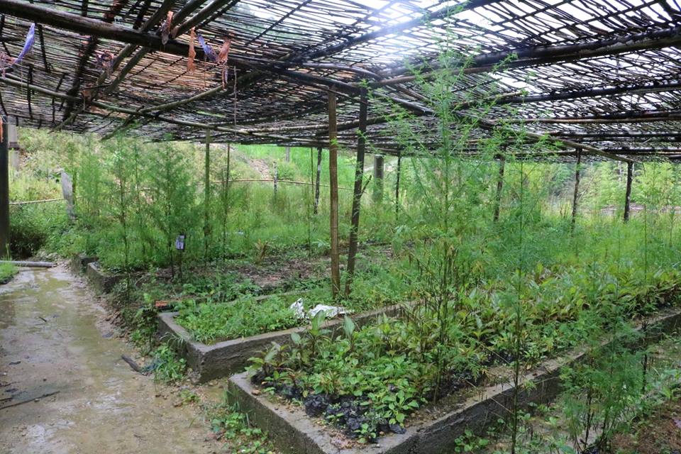 Khám phá vườn dược liệu sạch đạt chuẩn EU tại Tả Phìn Hồ-Hà Giang