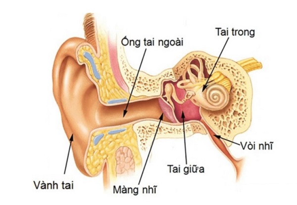 Virus, vi khuẩn có thể từ VA theo đường vòi nhĩ sang tai, gây viêm tai giữa