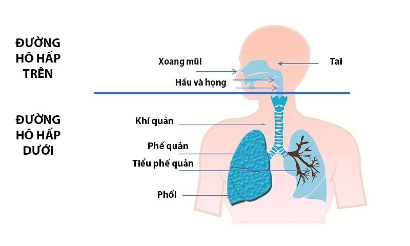 Hệ hô hấp được chia thành đường hô hấp trên và đường hô hấp dưới 